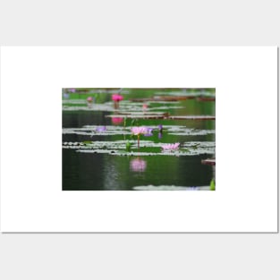 Water lilies in reflection Posters and Art